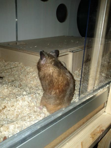 sonstiges hamster img0019