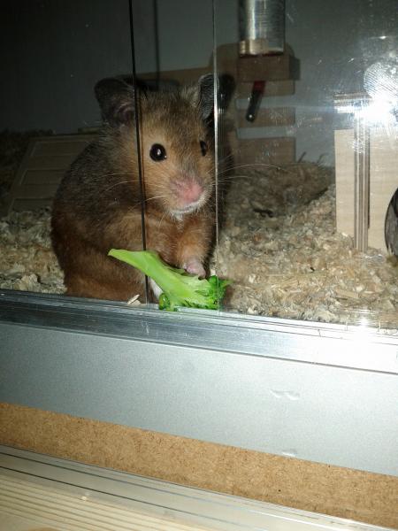 sonstiges hamster img0020