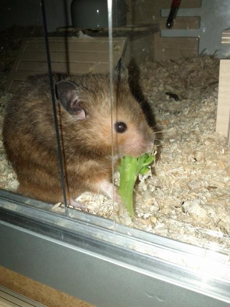 sonstiges hamster img0021