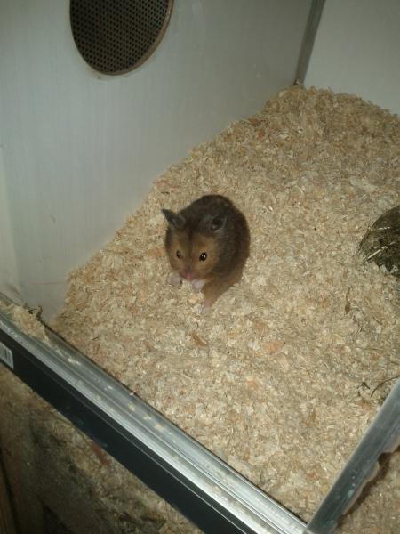 sonstiges hamster img0022