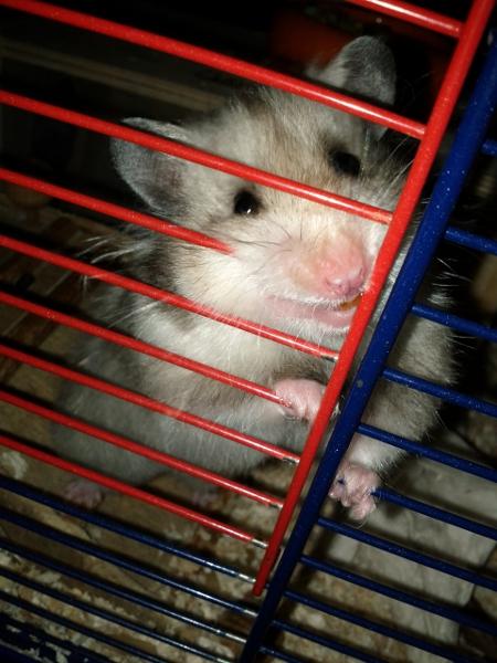 sonstiges hamster2 img0001