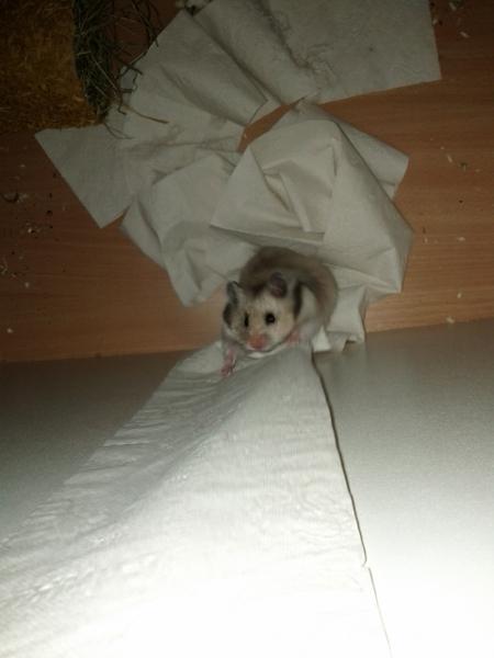 sonstiges hamster2 img0002