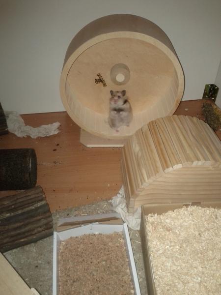 sonstiges hamster3 img0002