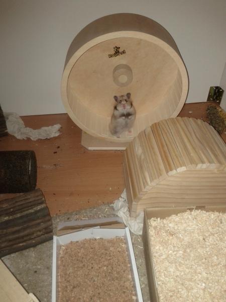 sonstiges hamster3 img0003