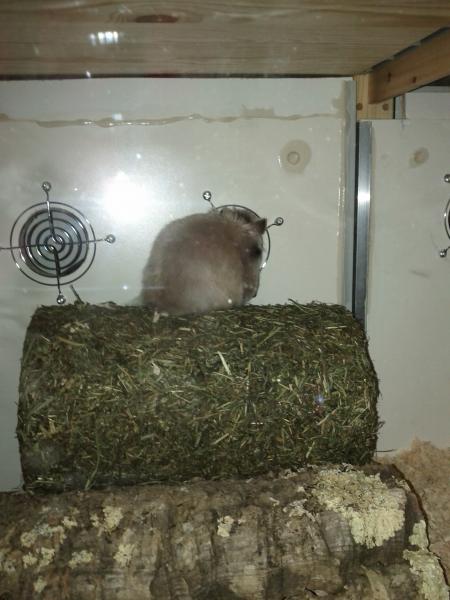 sonstiges hamster3 img0013