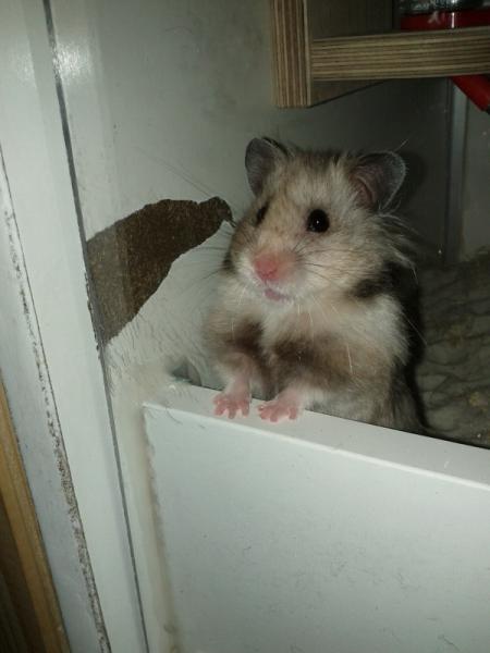 sonstiges hamster3 img0014