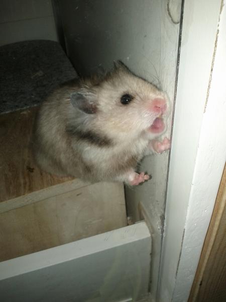 sonstiges hamster3 img0018