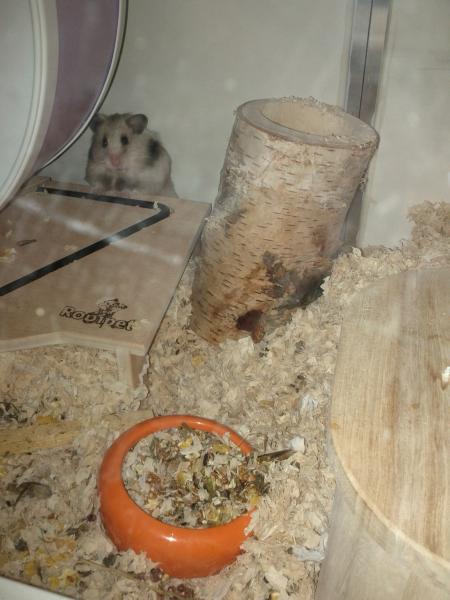 sonstiges hamster3 img0041