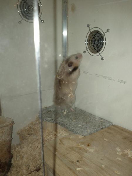 sonstiges hamster3 img0043