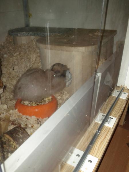 sonstiges hamster3 img0044