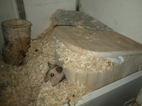 sonstiges hamster3 img0051