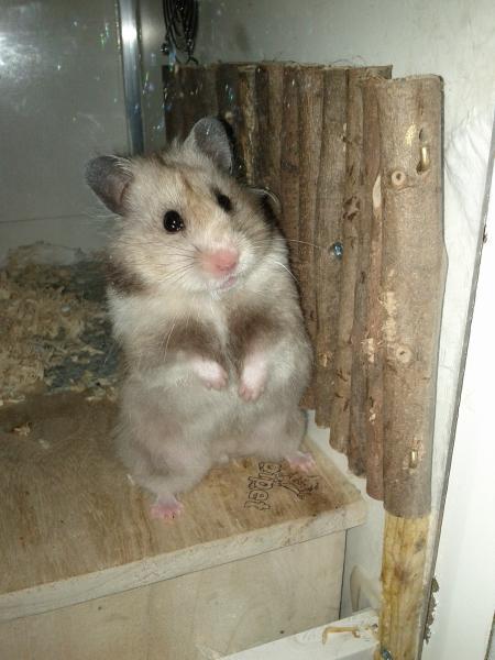 sonstiges hamster3 img0059