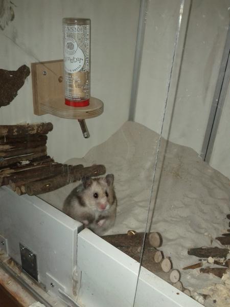 sonstiges hamster3 img0062