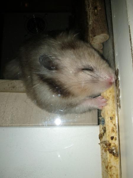 sonstiges hamster3 img0066