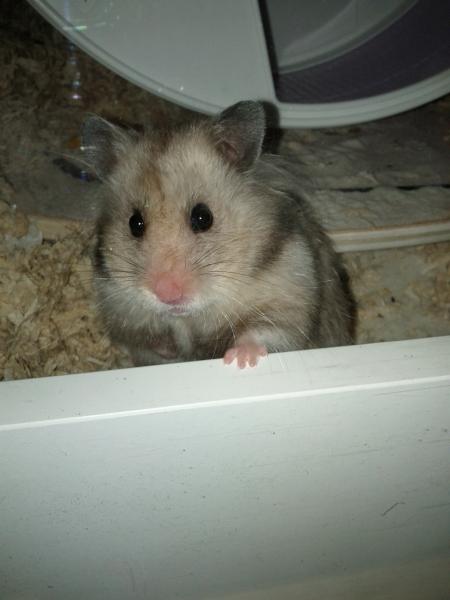 sonstiges hamster3 img0073