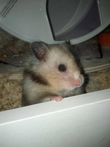 sonstiges hamster3 img0074