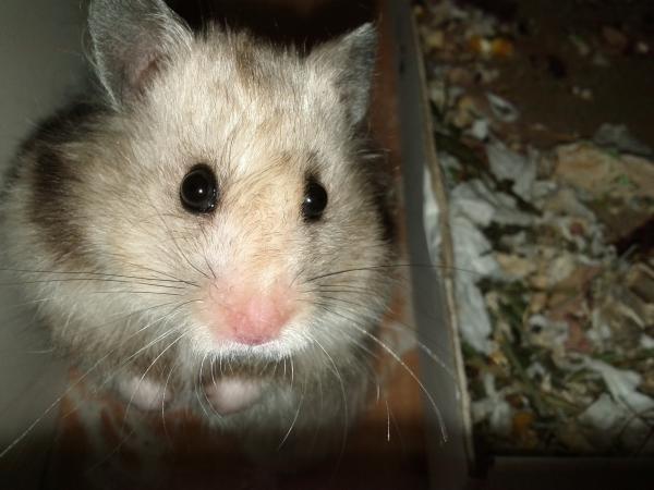 sonstiges hamster3 img0080