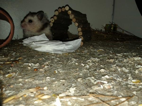 sonstiges hamster3 img0081