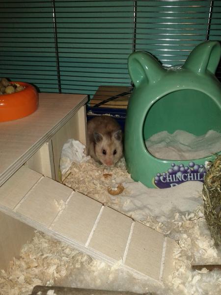 sonstiges hamster3 img0084