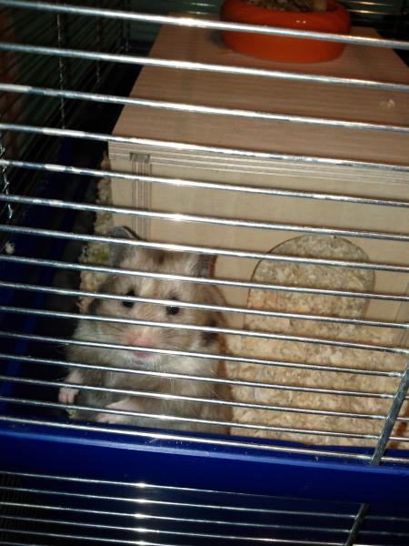 sonstiges hamster3 img0085