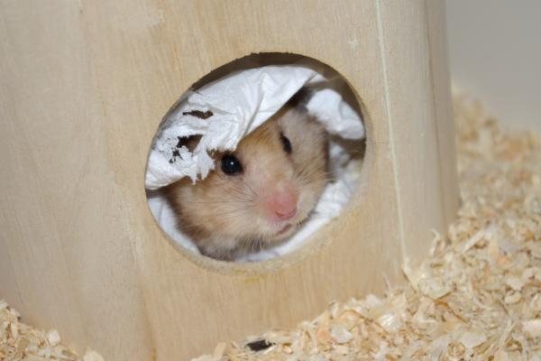 sonstiges hamster3 img0103