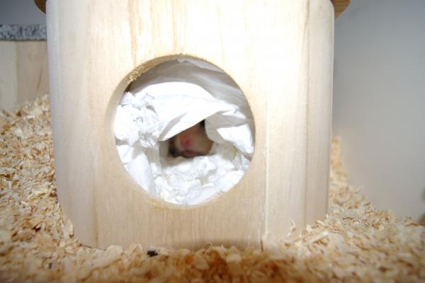 sonstiges hamster3 img0104