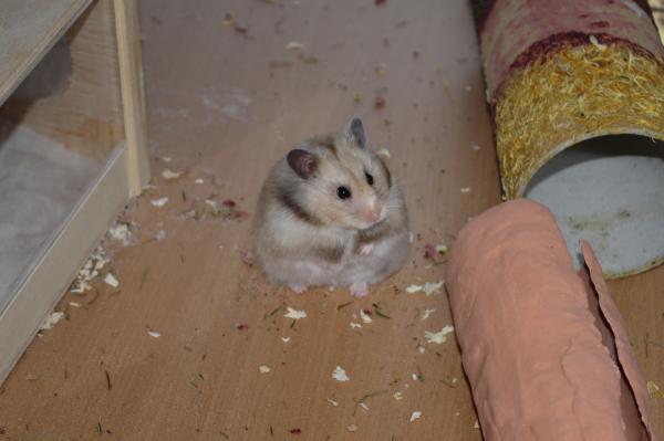 sonstiges hamster3 img0106