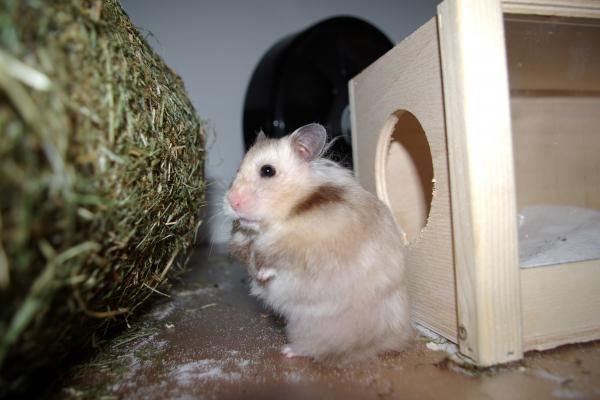 sonstiges hamster3 img0107