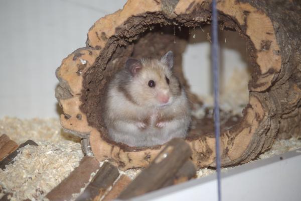 sonstiges hamster3 img0117