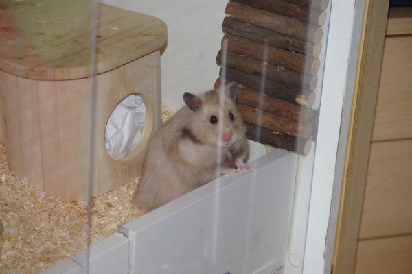 sonstiges hamster3 img0119