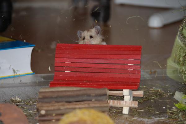 sonstiges hamster3 img0126