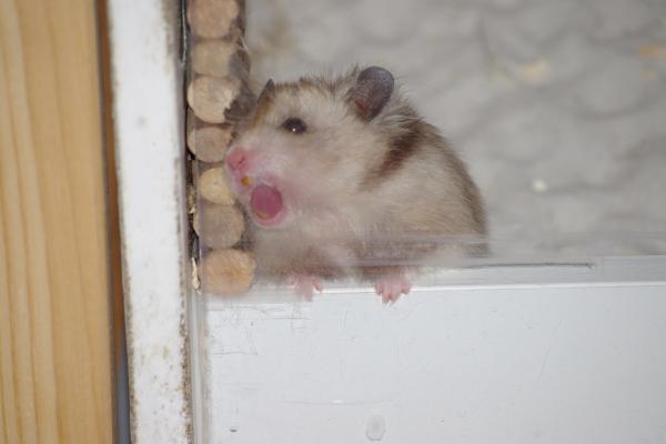 sonstiges hamster3 img0128