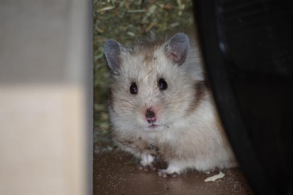 sonstiges hamster3 img0131