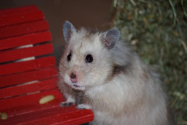 sonstiges hamster3 img0132