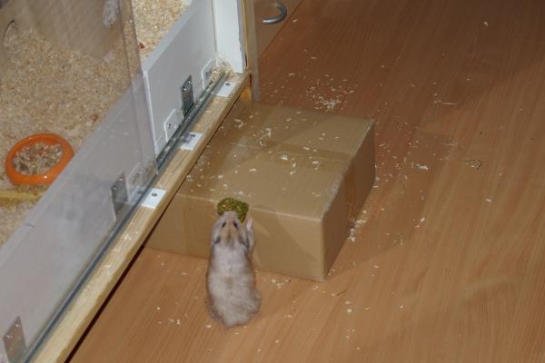 sonstiges hamster3 img0138