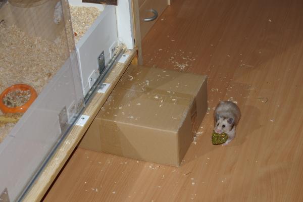 sonstiges hamster3 img0139