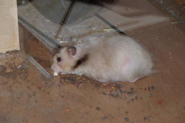 sonstiges hamster3 img0146