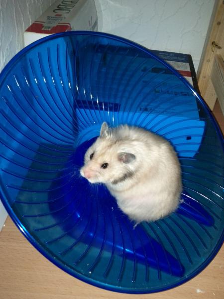 sonstiges hamster4 img0002