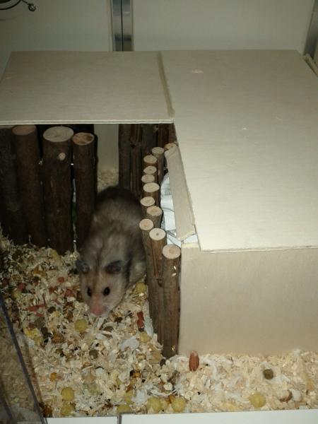 sonstiges hamster4 img0005