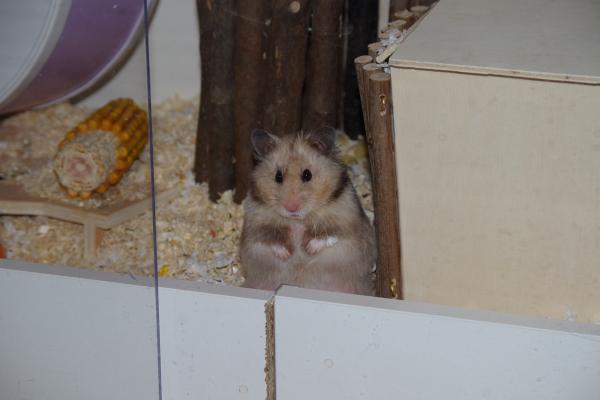 sonstiges hamster4 img0011