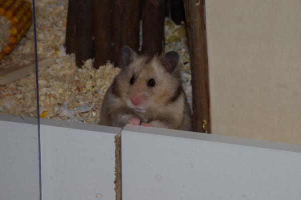 sonstiges hamster4 img0013