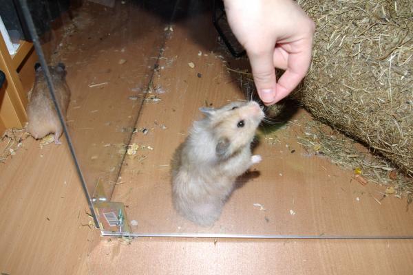 sonstiges hamster4 img0038