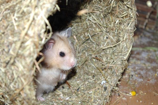 sonstiges hamster4 img0040