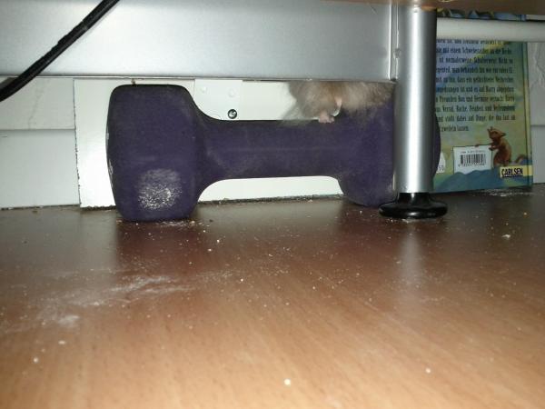 sonstiges hamster4 img0048