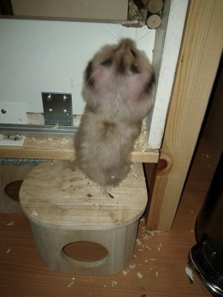 sonstiges hamster4 img0049