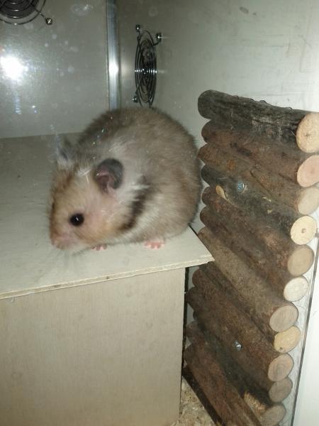 sonstiges hamster4 img0054