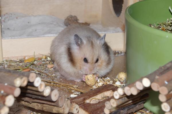 sonstiges hamster4 img0067