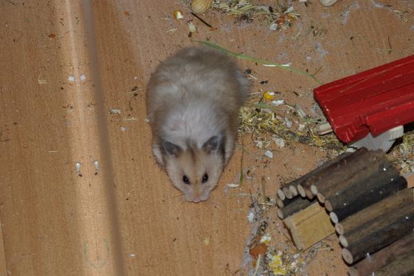 sonstiges hamster4 img0082