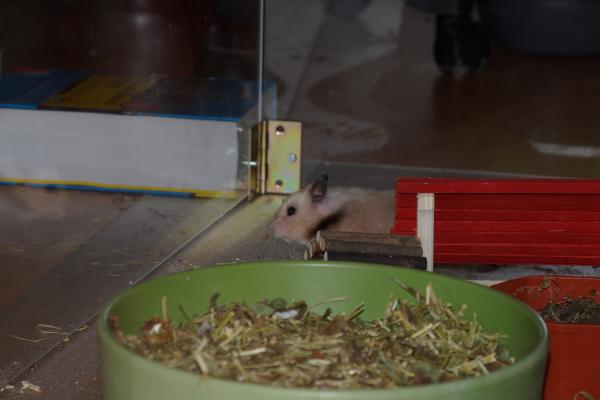 sonstiges hamster4 img0083