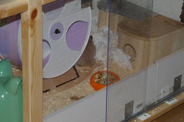 sonstiges hamster4 img0099